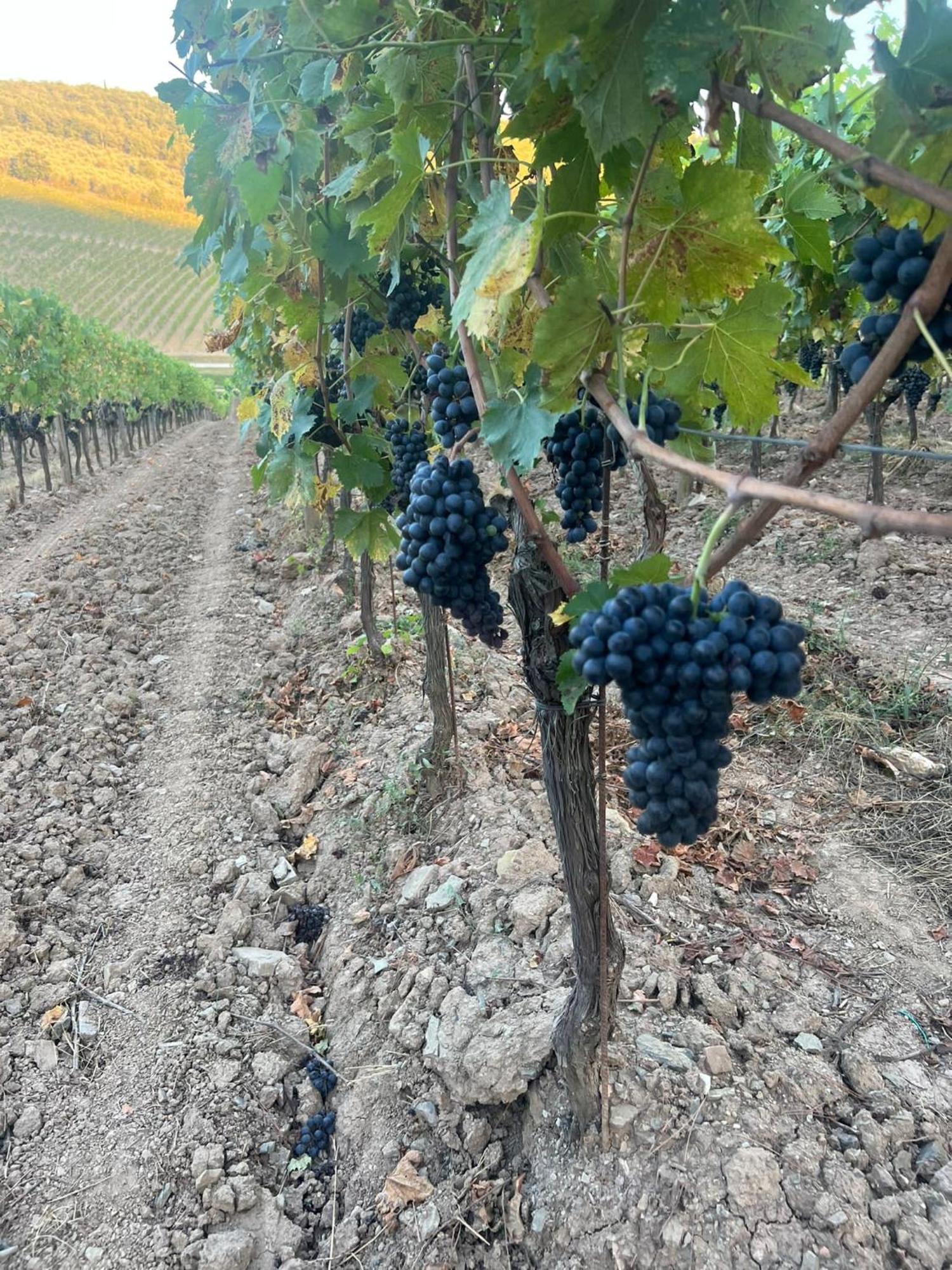 Locanda Podere Le Vigne Radda in Chianti Zewnętrze zdjęcie